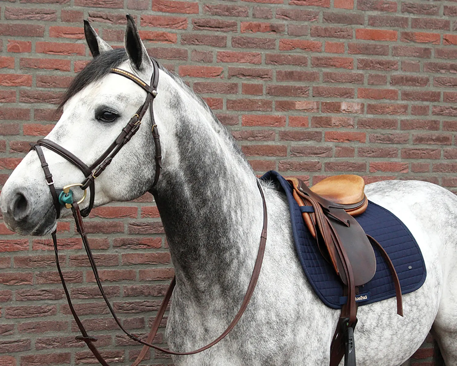 BACK ON TRACK BOT LL Back on Track® All-Purpose Saddle Pad Discount