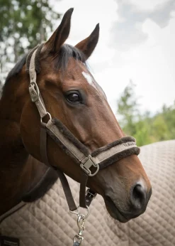 BACK ON TRACK BOT LL Back on Track® Haze Collection Halter Hot