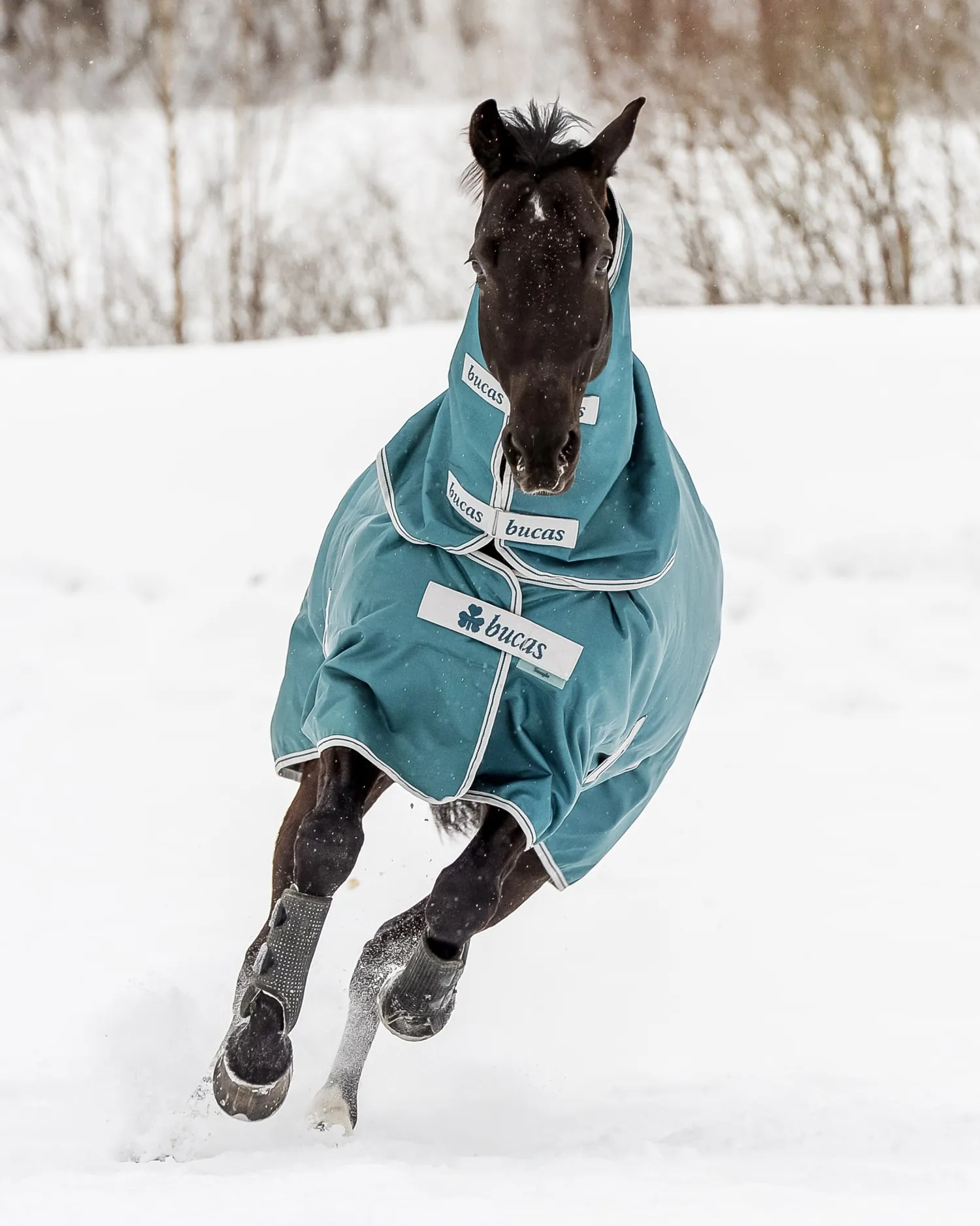 TOKLAT ORIGINALS Bucas Atlantic 50 Gram Turnout Blanket Spruce Online