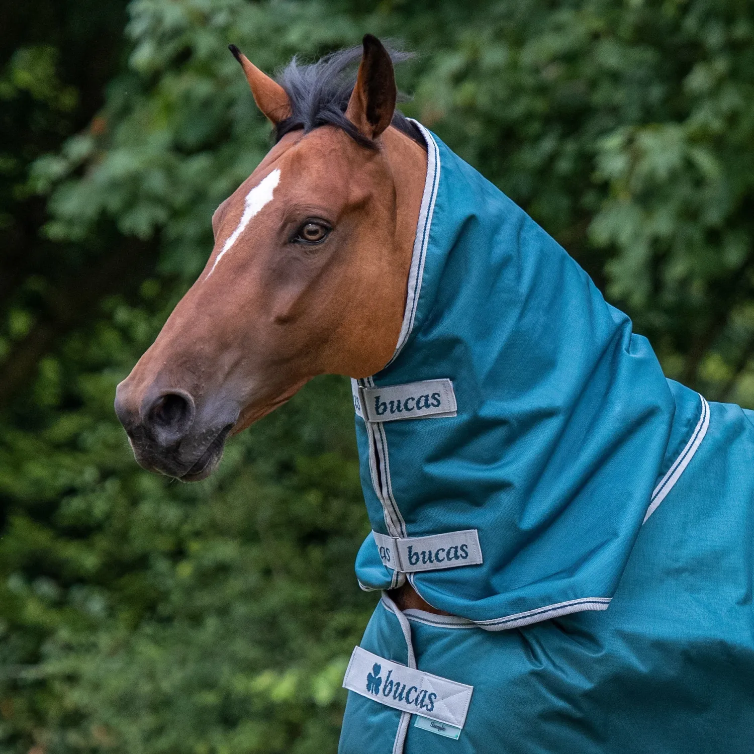 TOKLAT ORIGINALS Bucas Atlantic 50 Gram Turnout Blanket Spruce Online