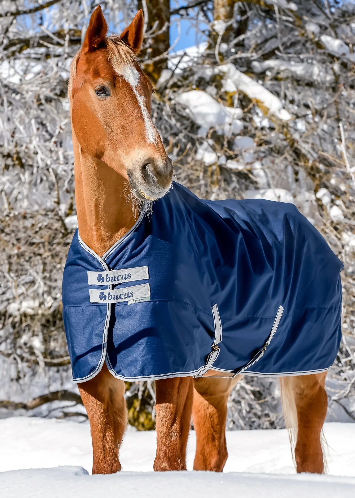 TOKLAT ORIGINALS Bucas Freedom Extra Heavy Turnout Blanket Navy