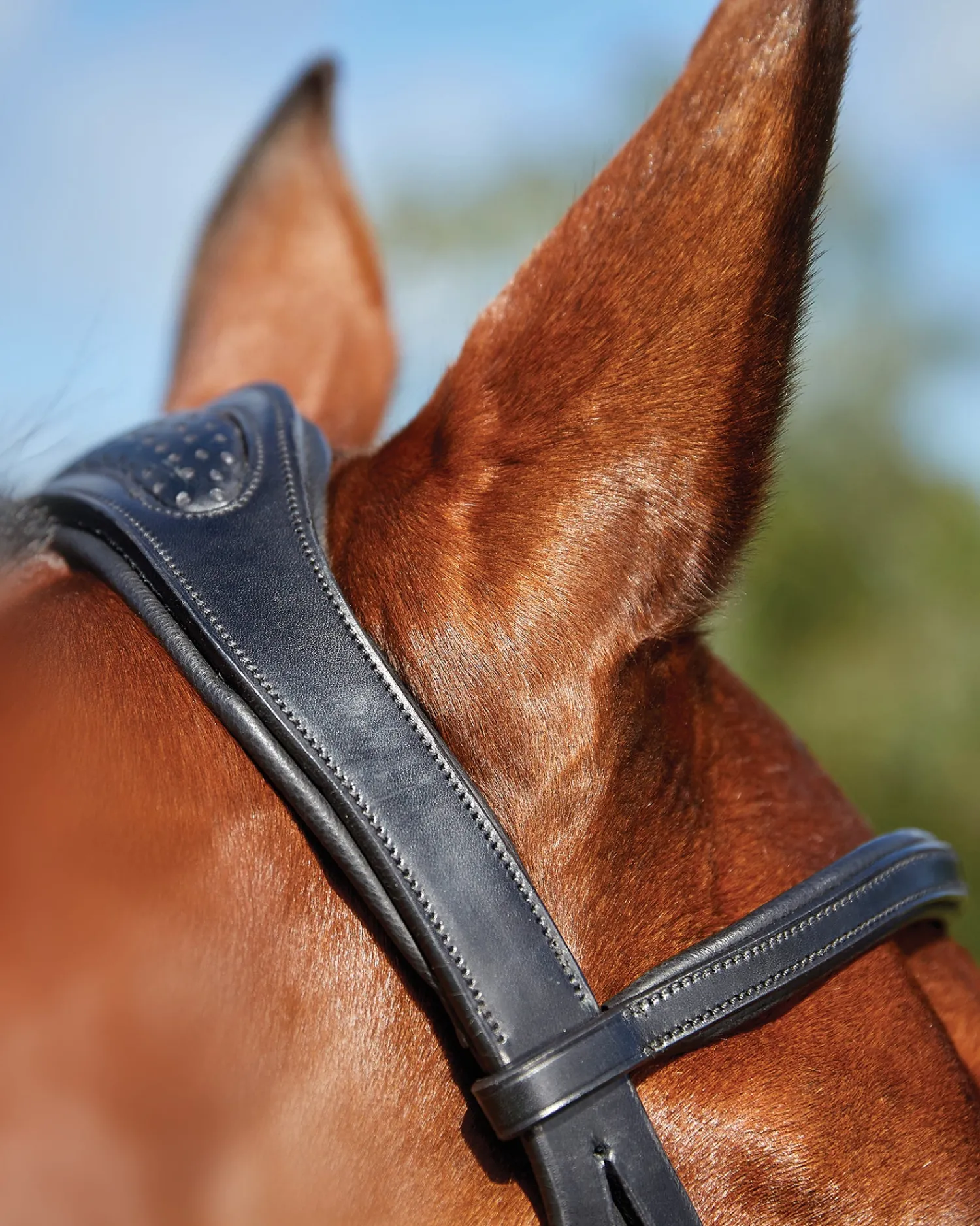 WEATHERBEETA Collegiate® ComFiTec™ Training Bridle Clearance