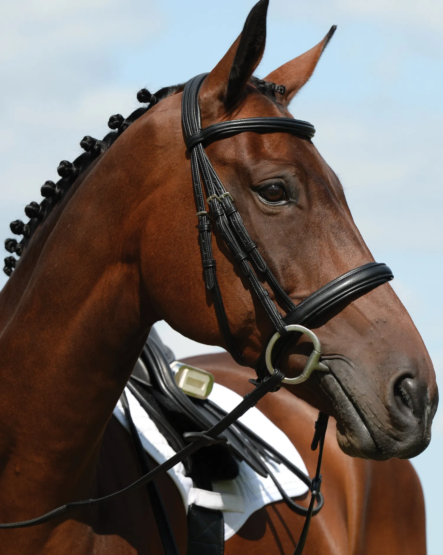 WEATHERBEETA Collegiate Syntovia+ Padded Raised Flash Bridle Sale