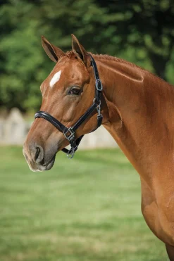 HARMOHN KRAFT DS Classic Plain Raised Padded Halter