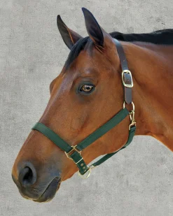 ZEETA INTERNATIONAL DS Heavy Nylon Breakaway Halter Best