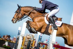 EQUIFIT ® Anatomical BellyGuard Girth with T-Foam™ Liner Brown New