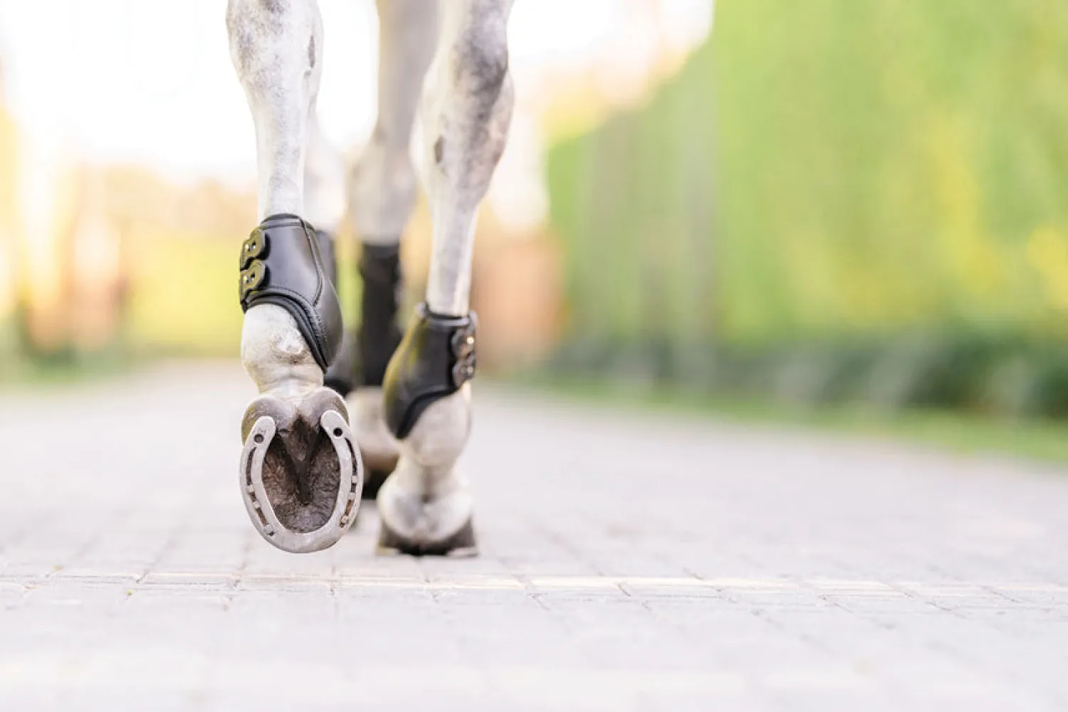 EQUIFIT ® Eq-Teq™ Hind Boots Black Outlet