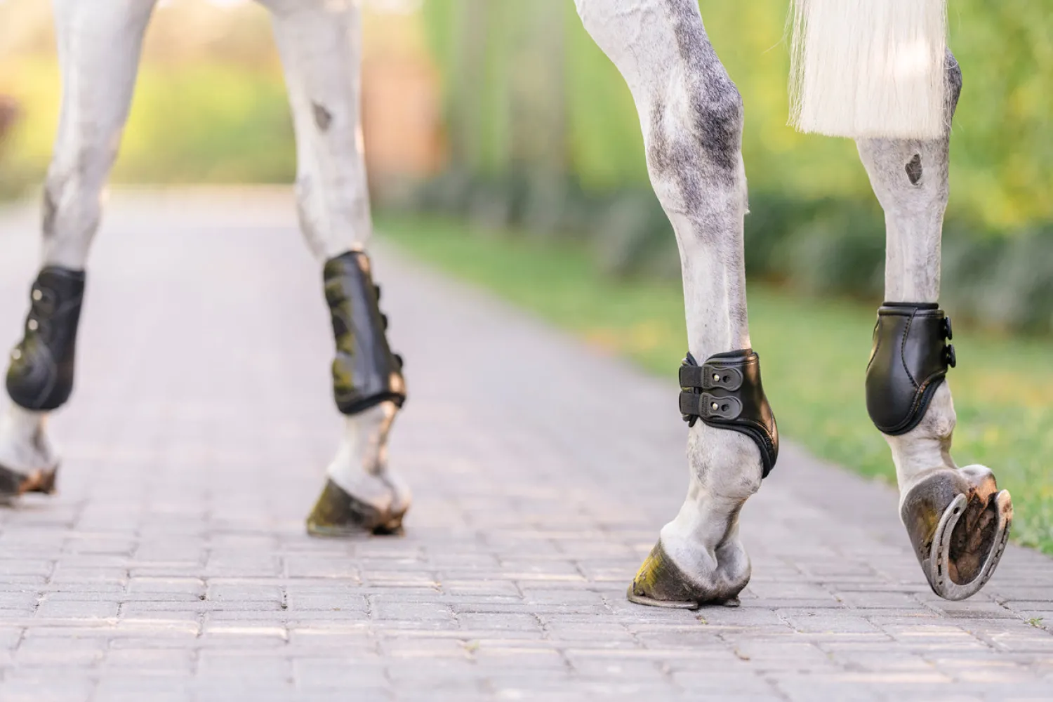 EQUIFIT ® Eq-Teq™ Hind Boots Black Outlet