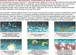BLUEGRASS ANIMAL EquiOtic™ 60cc Syringe Outlet