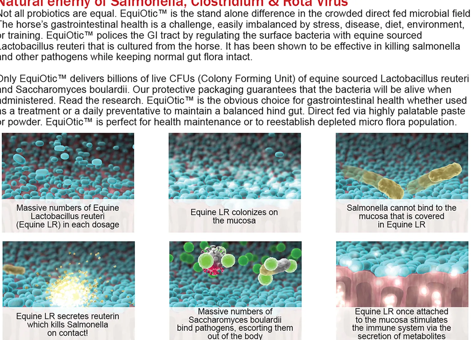 BLUEGRASS ANIMAL EquiOtic™ 60cc Syringe Outlet