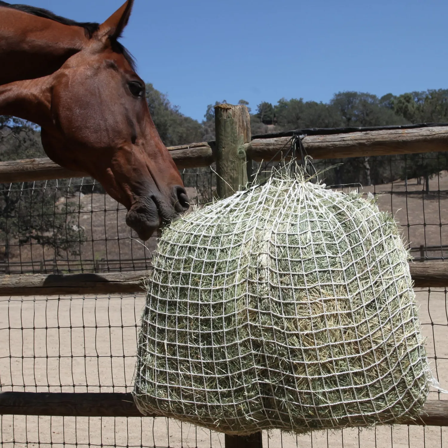 KENSINGTON Freedom Feeder Day Net Tan Discount