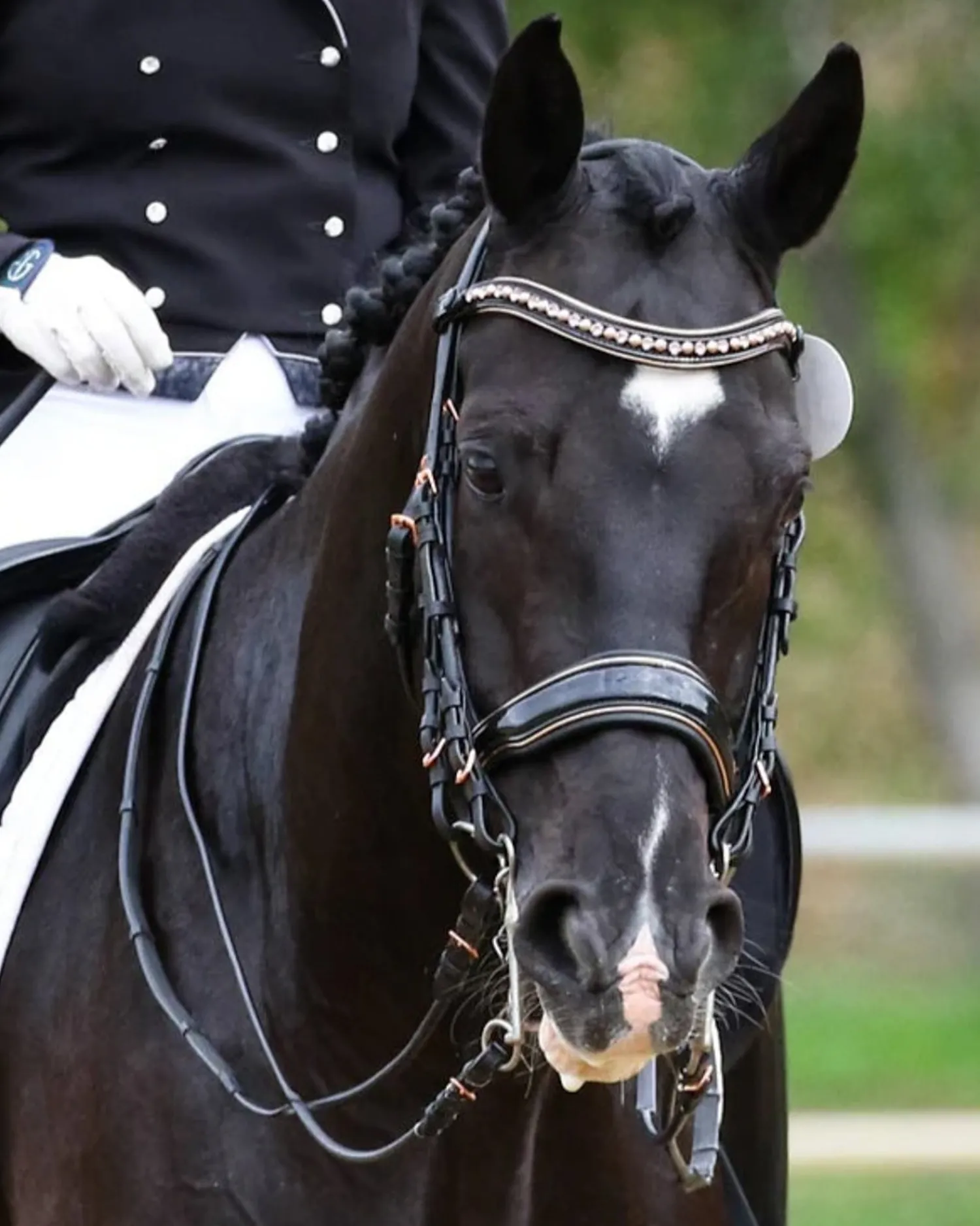 HALTER EGO Aurelia Rose Gold Black Patent Double Bridle Black Patent/Rose Gold New