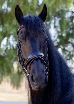 HALTER EGO Ocala Snaffle Bridle Black Patent Best