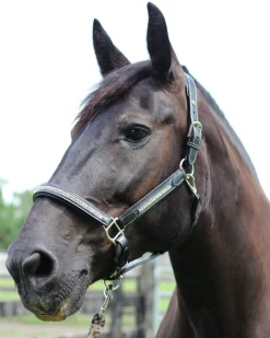 JPC EQUESTRIAN HDR Padded Jewel Halter Online