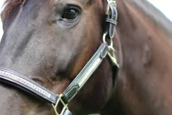 JPC EQUESTRIAN HDR Padded Jewel Halter Online