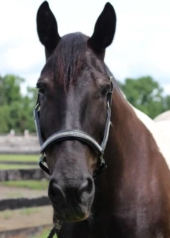 JPC EQUESTRIAN HDR Padded Jewel Halter Online