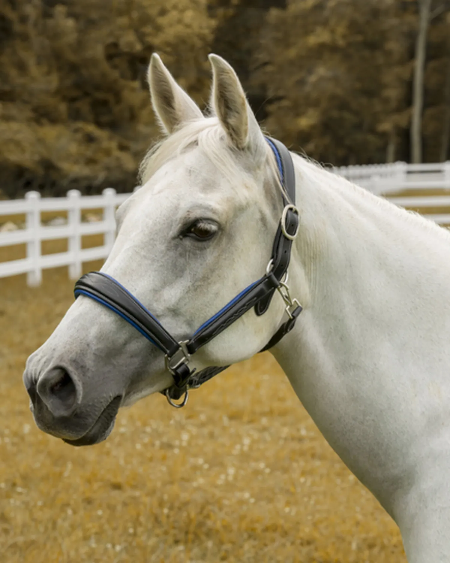 JPC EQUESTRIAN Henri de Rivel Cahill Padded Halter Online