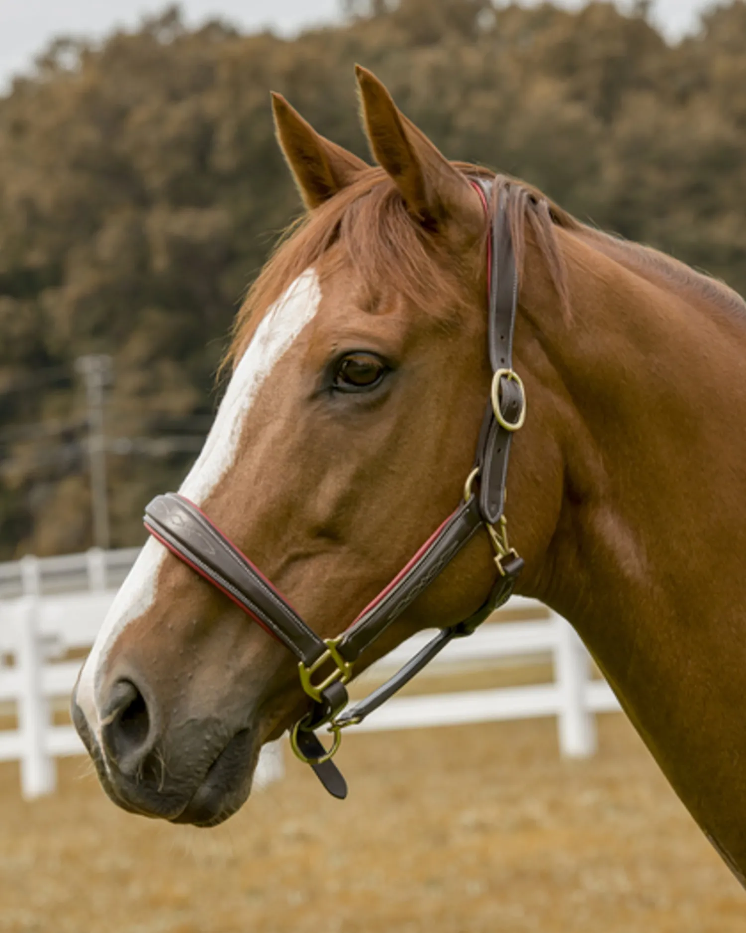 JPC EQUESTRIAN Henri de Rivel Cahill Padded Halter Online
