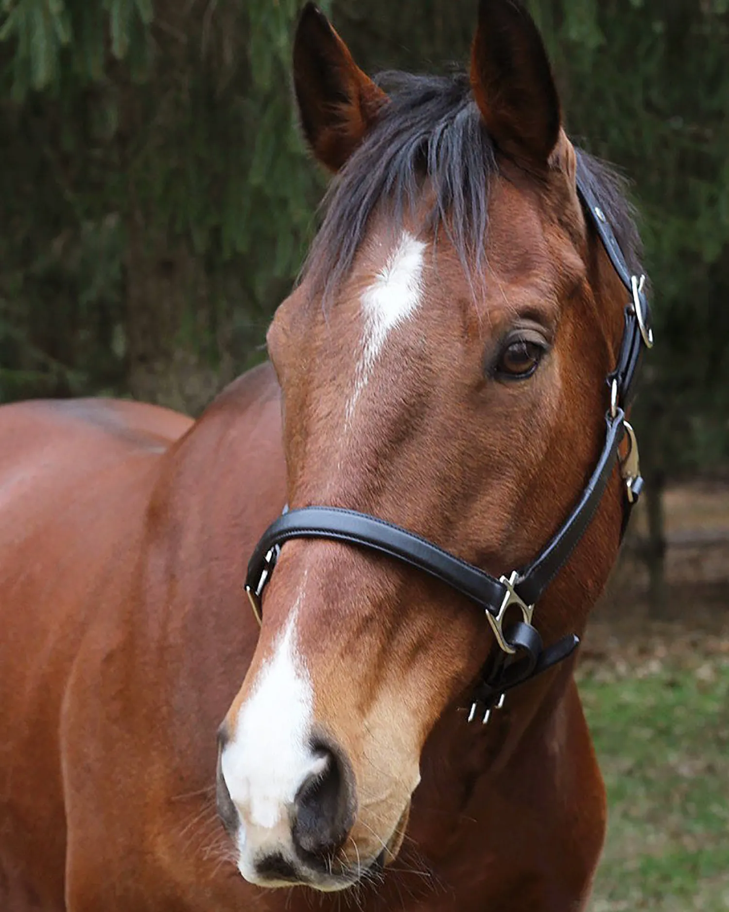 JPC EQUESTRIAN Henri de Rivel Everyday Halter Black