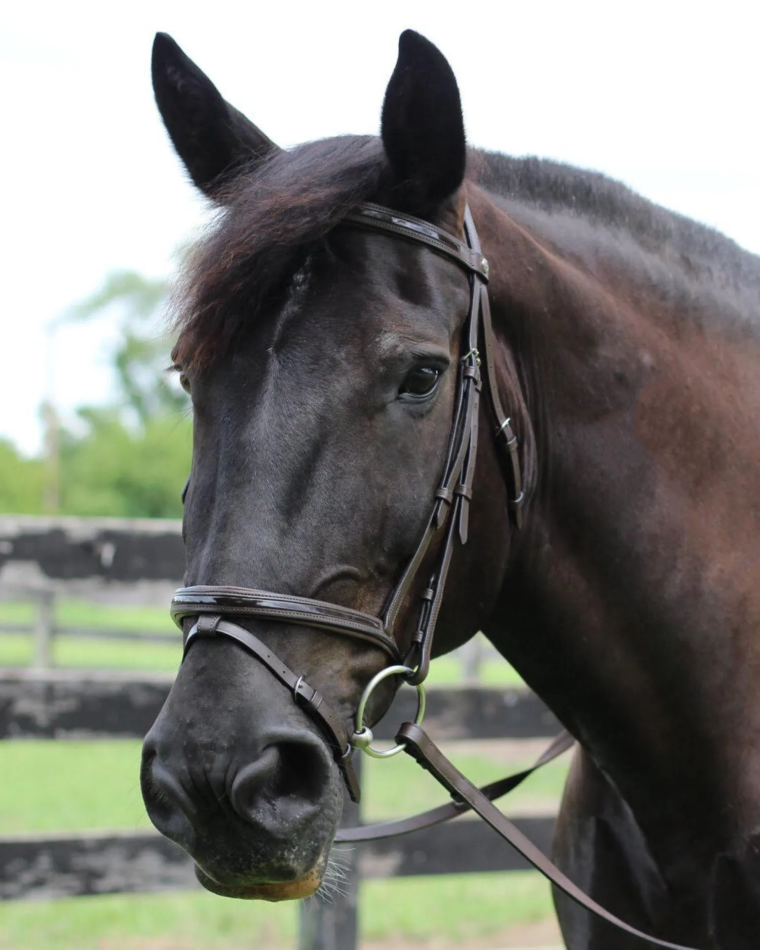 JPC EQUESTRIAN Henri de Rivel Piaffe Mono Crown Bridle with Flash Noseband & Patent Leather Clearance