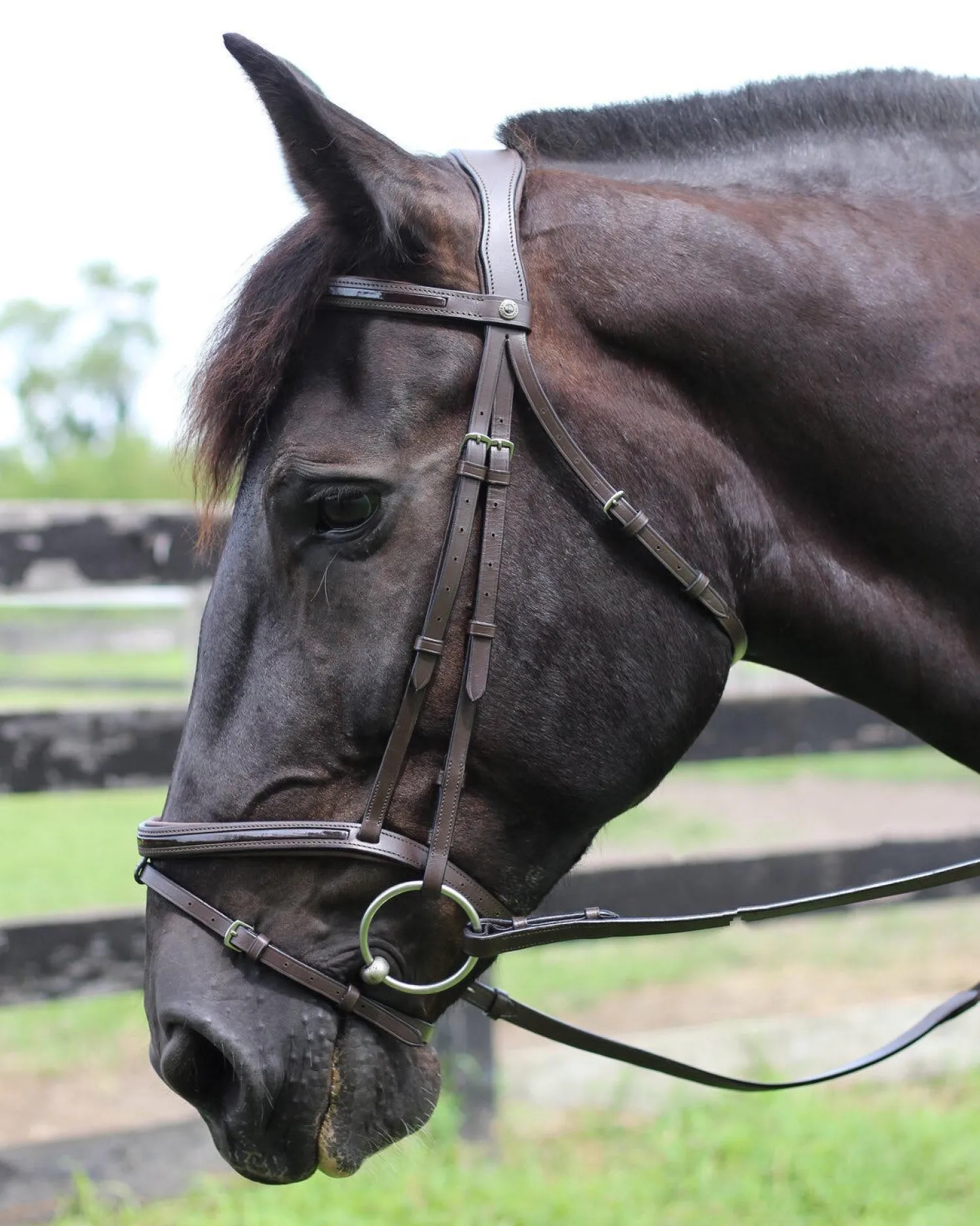 JPC EQUESTRIAN Henri de Rivel Piaffe Mono Crown Bridle with Flash Noseband & Patent Leather Clearance