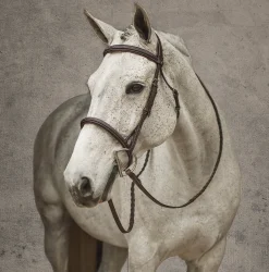 JPC EQUESTRIAN Henri de Rivel Pro Mono Crown Fancy-Stitched Padded Bridle with Laced Reins Hot