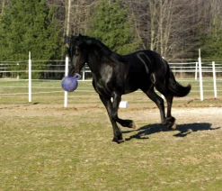 HORSEMEN S PRIDE Horsemen's Pride™ Jolly Ball® Sale