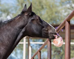 ANIMAL HEALTH INT Horsemen’s Pride™ Jolly Salt Snack, 4.4 Pounds Discount