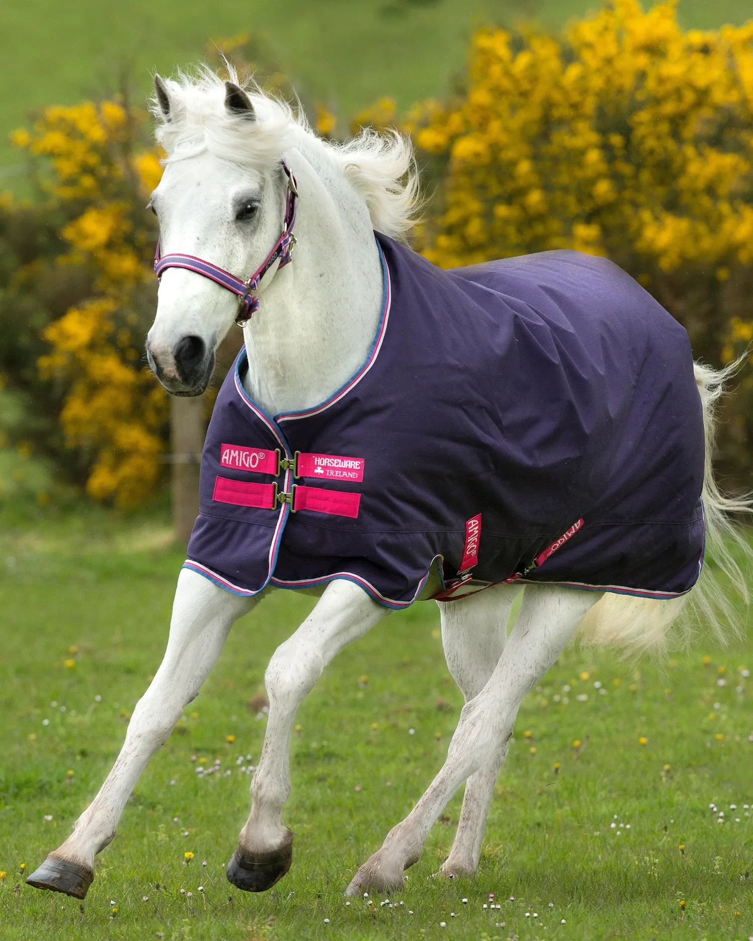 HORSEWARE ® Ireland Amigo® Pony Hero 900D Medium-Weight Turnout Blanket Best