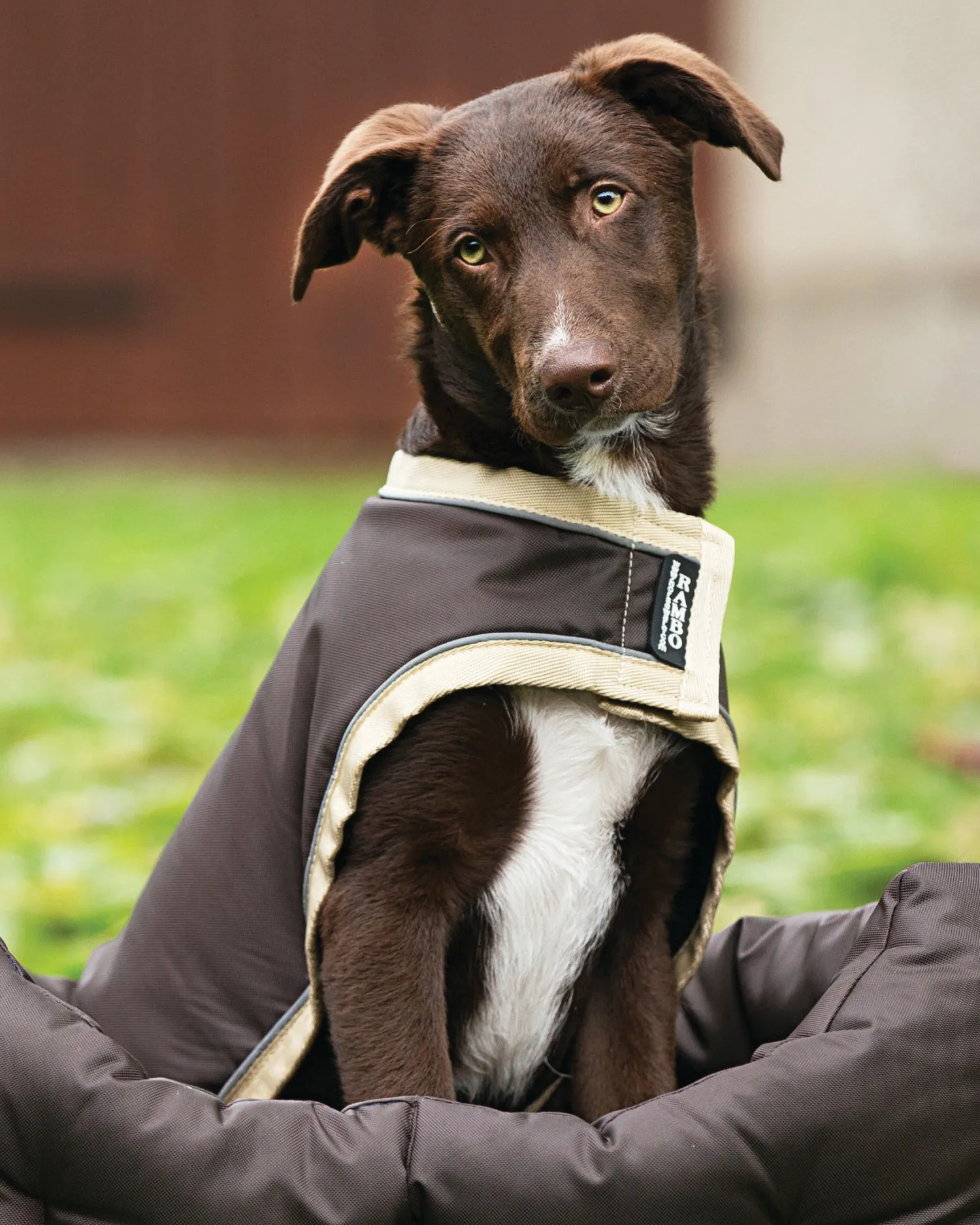 HORSEWARE ® Ireland Rambo® Waterproof Dog Blanket Clearance