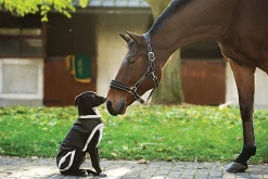 HORSEWARE ® Ireland Rambo® Waterproof Dog Blanket Clearance