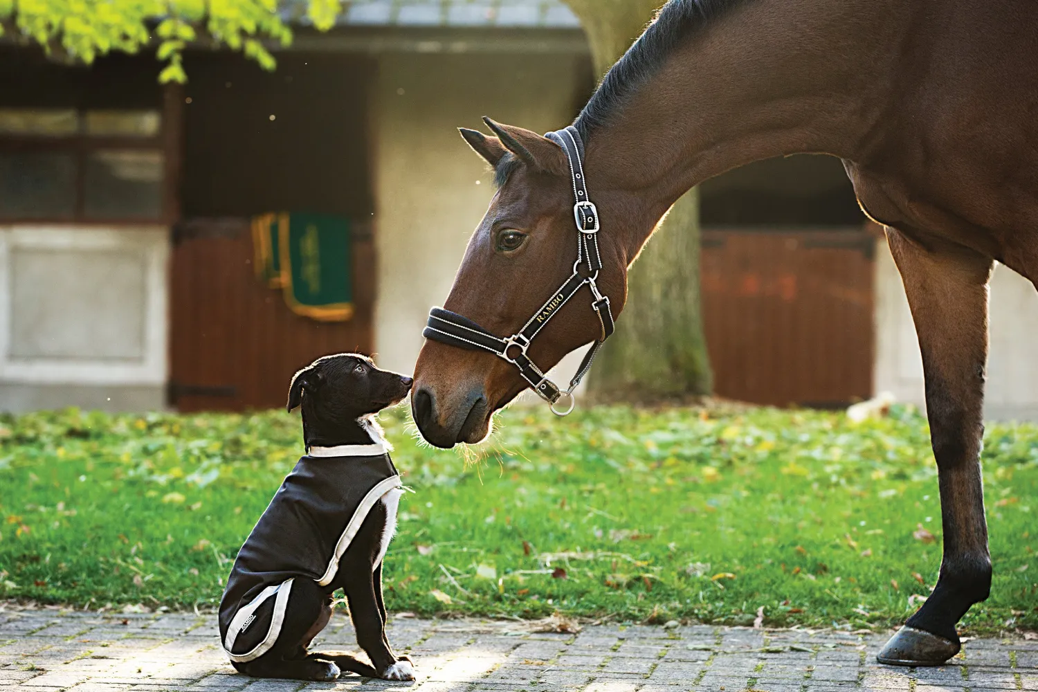 HORSEWARE ® Ireland Rambo® Waterproof Dog Blanket Clearance