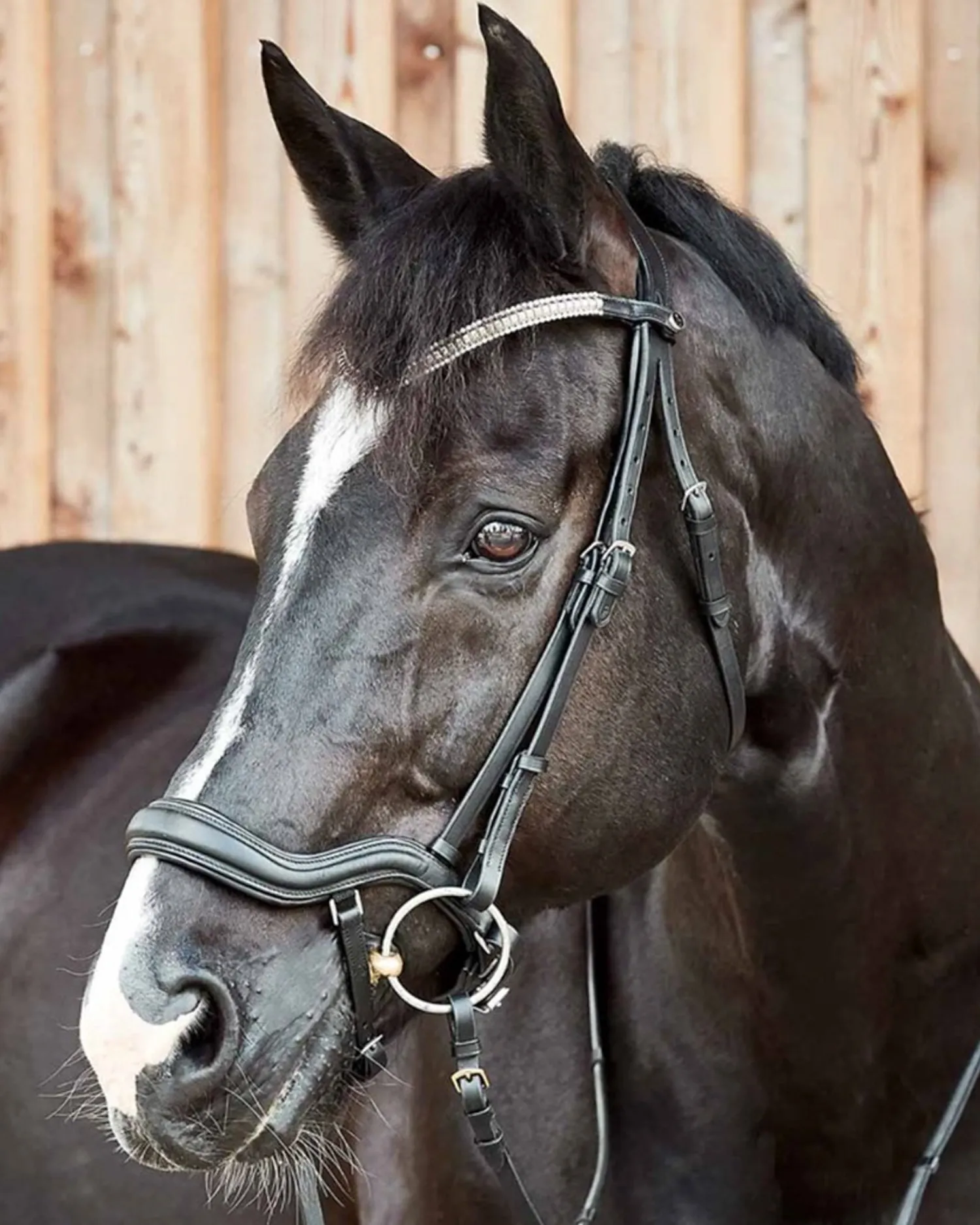 EQUINAVIA Horze Highbury Anatomical Crystal Dressage Bridle New