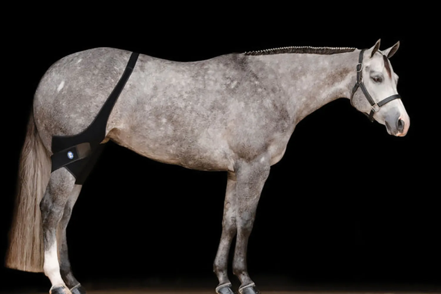 MACKINNON Ice Horse® Stifle Wraps Sale