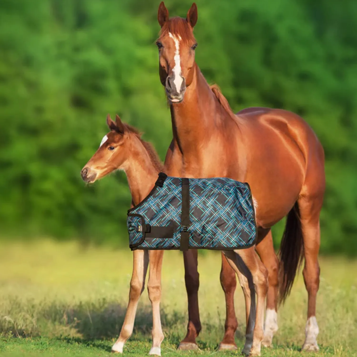 KENSINGTON ™ Signature Adjustable Small Foal Turnout Blanket New
