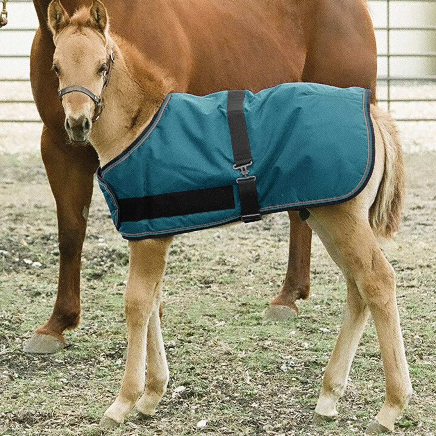 KENSINGTON ™ Signature Adjustable Small Foal Turnout Blanket New