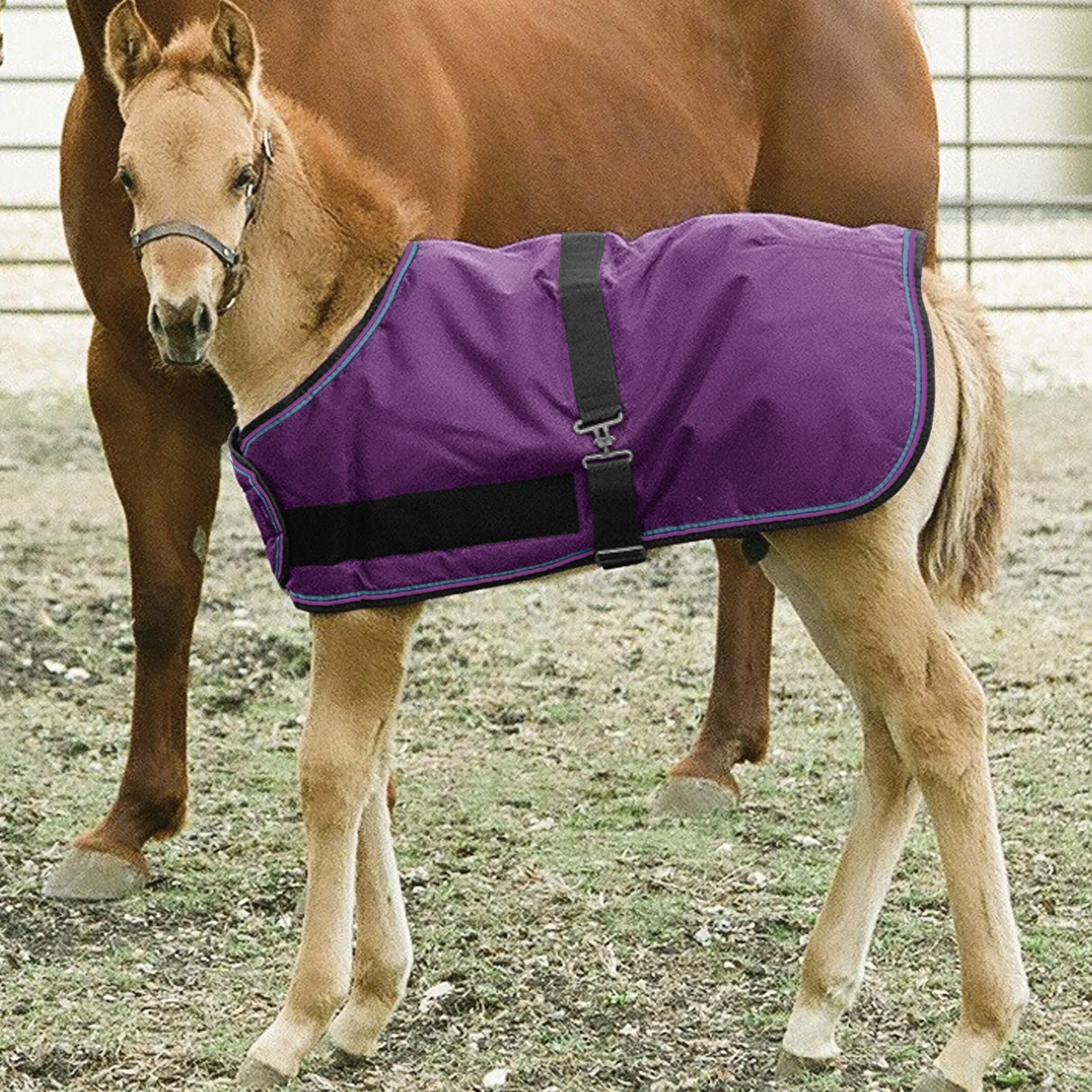 KENSINGTON ™ Signature Adjustable Small Foal Turnout Blanket New