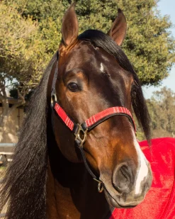 KENSINGTON ™ Premium Halter Outlet