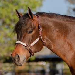 KENSINGTON ™ Premium Halter Outlet