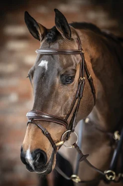 HORSE HEALTH TRADE LeMieux® Kudos Competition Flash Bridle Outlet