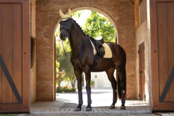 HORSE HEALTH TRADE LeMieux® Suede Dressage Pad Best
