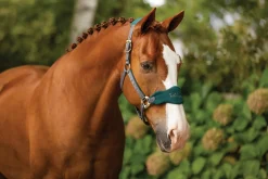 HORSE HEALTH TRADE LeMieux® Vogue Halter & Lead Rope Set Sale