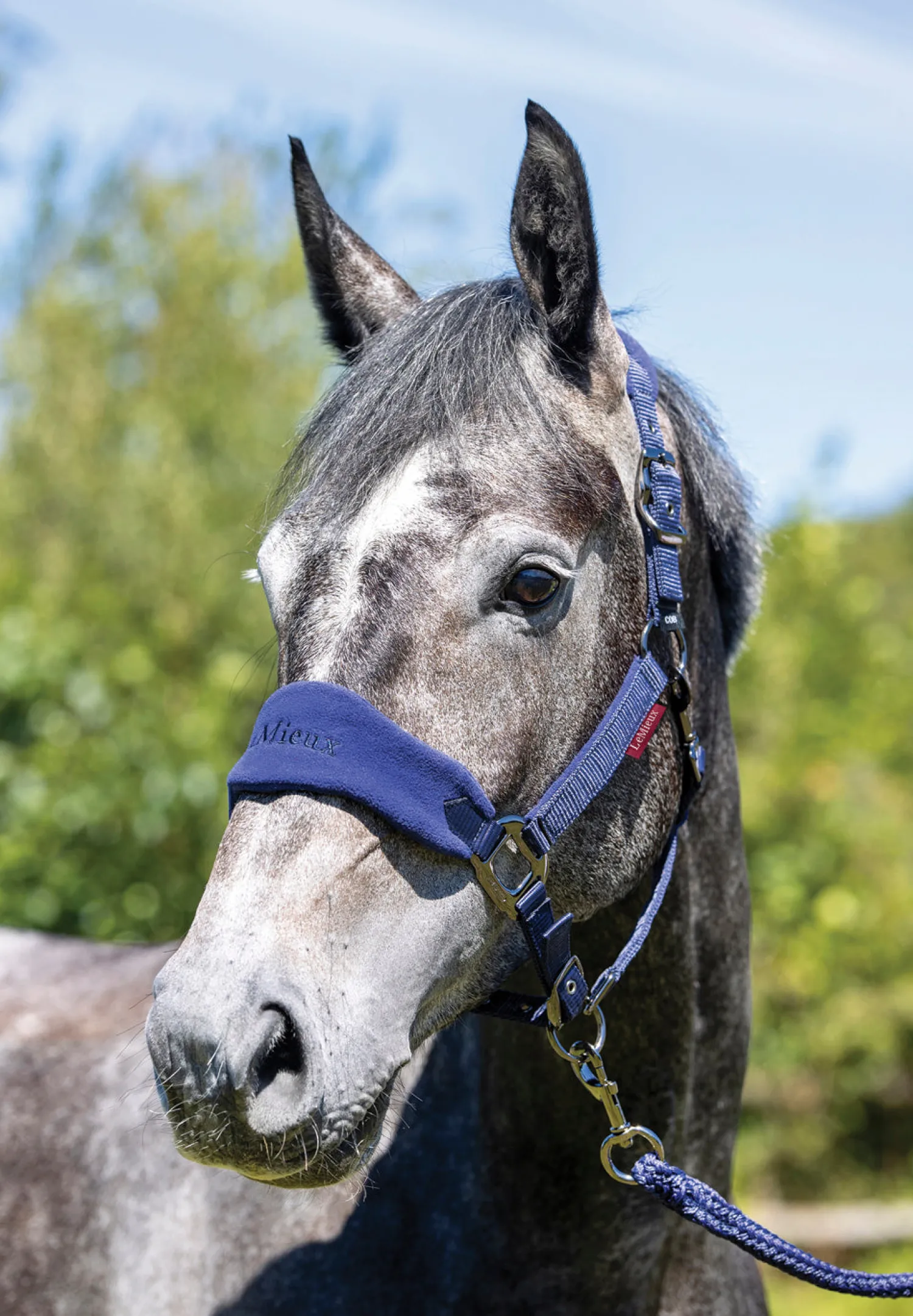 HORSE HEALTH TRADE LeMieux® Vogue Halter & Rope Lead Set Discount