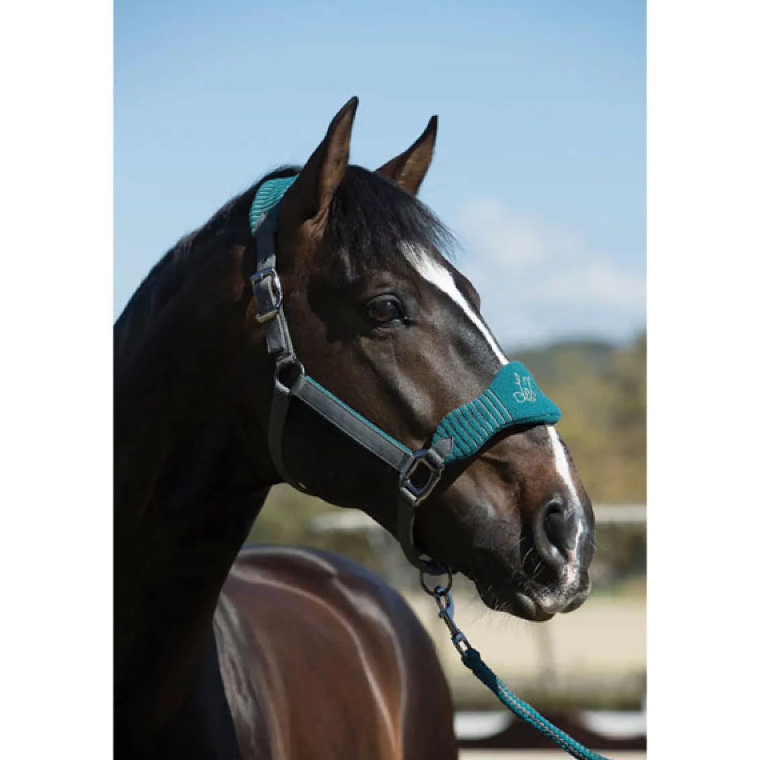 HORSE HEALTH TRADE LeMieux® Vogue Halter & Rope Lead Set Discount
