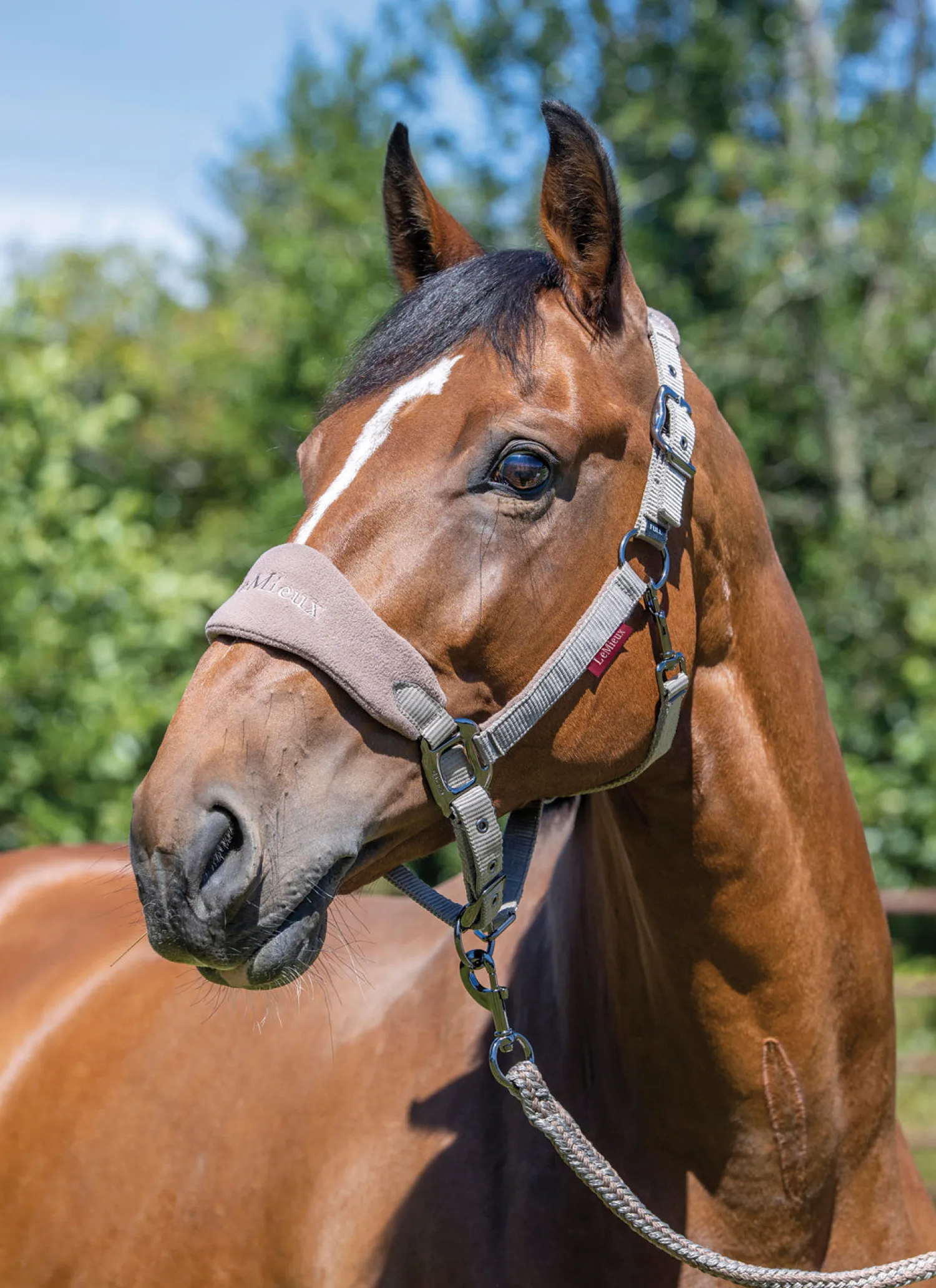 HORSE HEALTH TRADE LeMieux® Vogue Halter & Rope Lead Set Discount