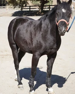 MAJYK EQUIPE ® Leather Jump Boots with Removable Impact Liners (Snap Closure) Outlet