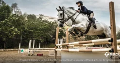 ANIMAL HEALTH INT Panacur Paste Dewormer Outlet