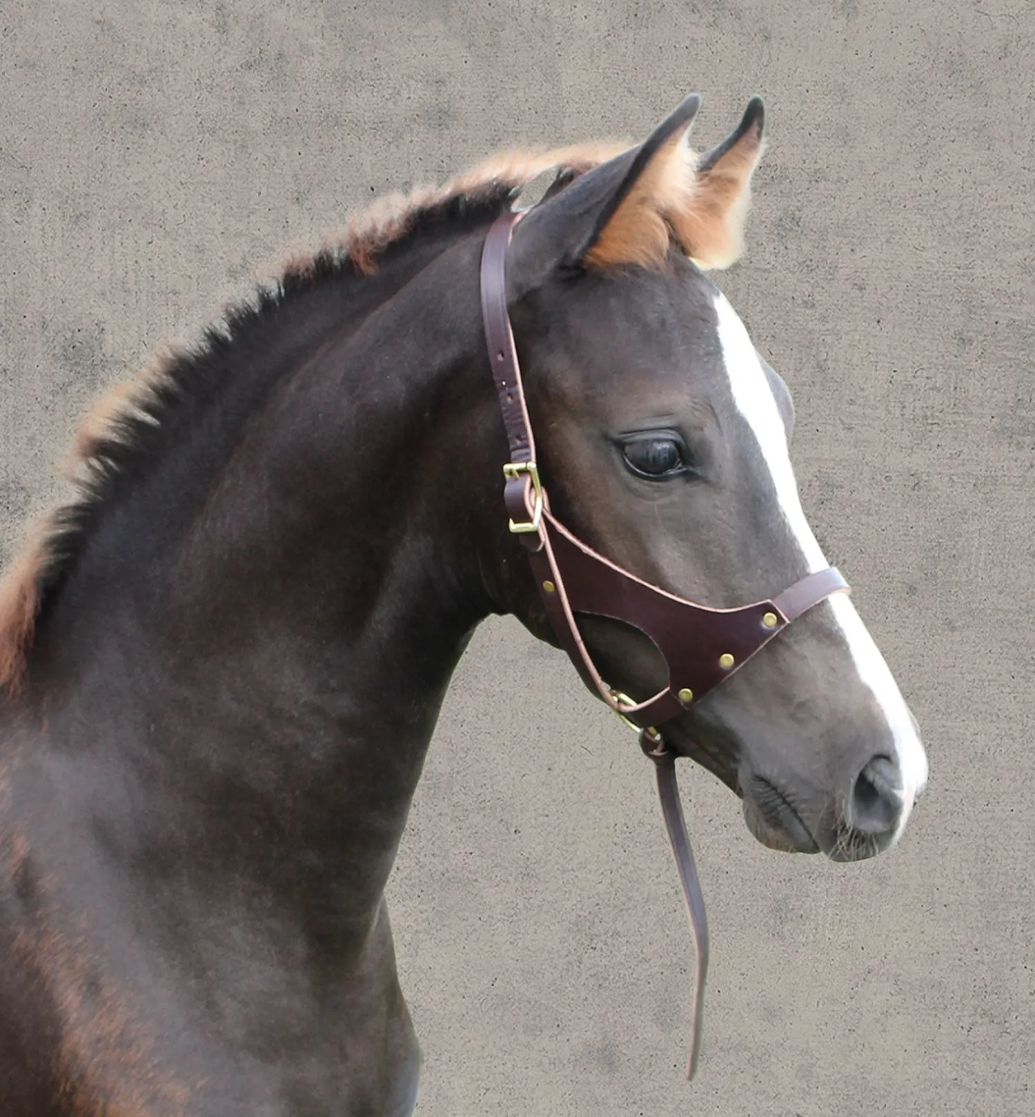PERRIS LEATHER Perri’s® Leather Foal Halter Havana Sale