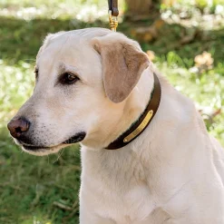 PERRIS LEATHER Perri’s® Padded Leather Nameplate Dog Collar Best