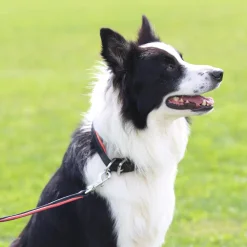 PERRIS LEATHER Perri’s® Padded Leather Nameplate Dog Collar Best